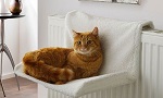Add a review for: Cat Radiator Beds